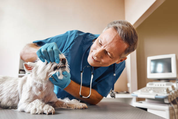 Best Mobile Emergency Dentist in Kewanee, IL